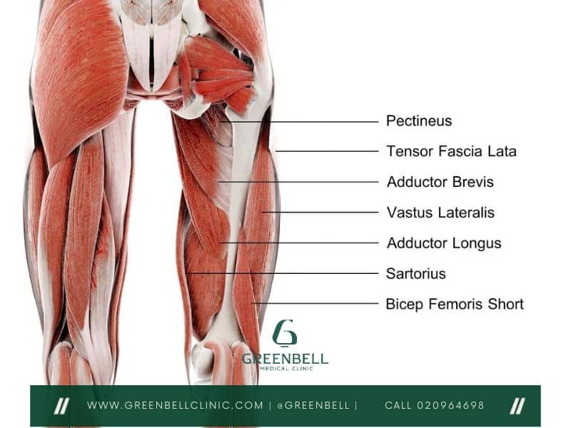 groin strain, Greenbell Clinic