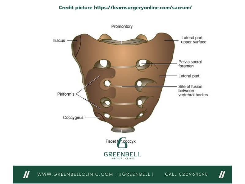 sacrum,lower spine, Greenbell Clinic