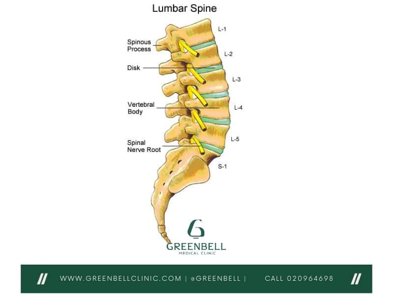 Lumbar Spine, Greenbell Clinic