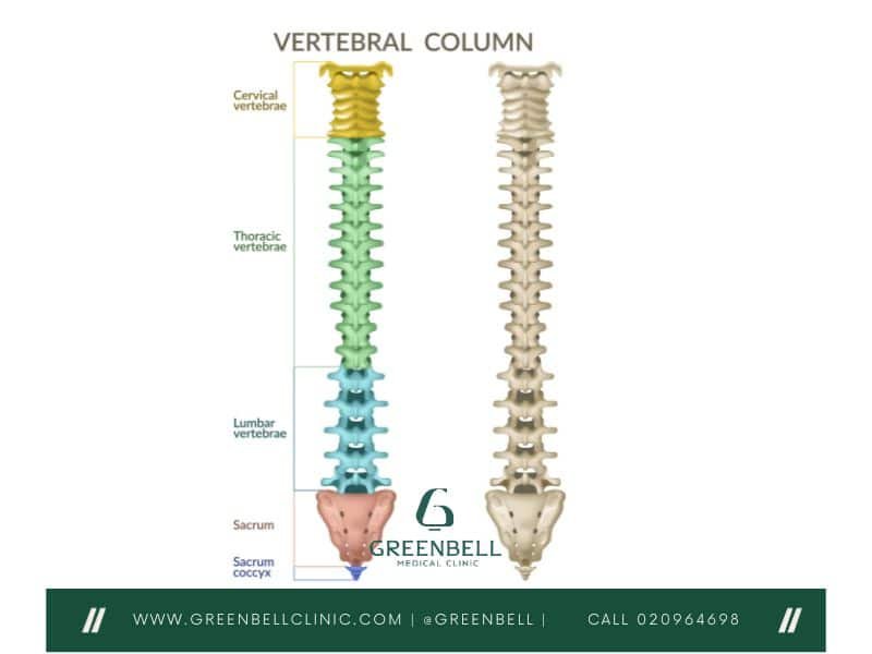 Spine, Greenbell Clinic