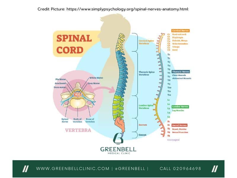 Spine, Greenbell Clinic