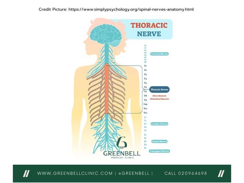 Thoracic Spine, Greenbell Clinic